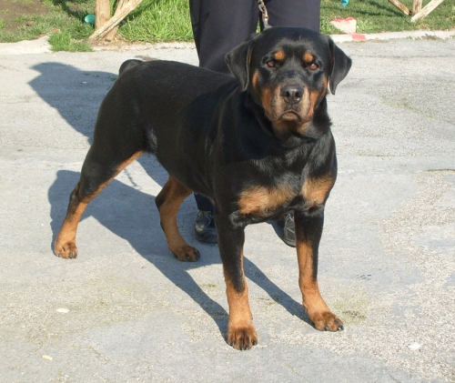 rottweilerportuense