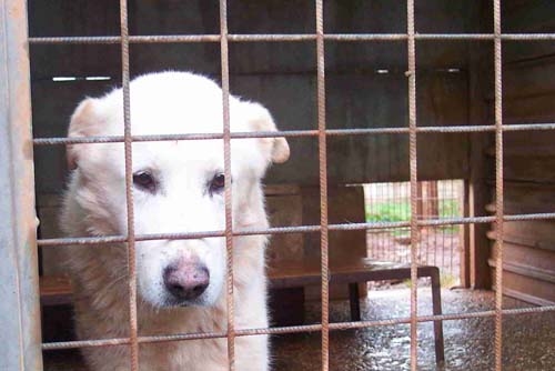 annibale_box__138pomezia