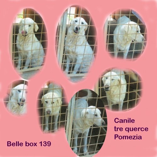 belle-box-139-pomezia