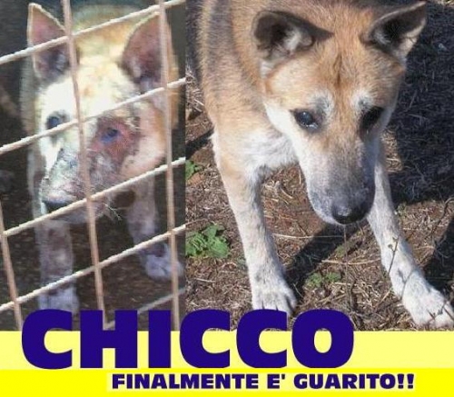 chicco_appello