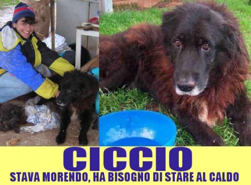 ciccio_bello_pomezia_2