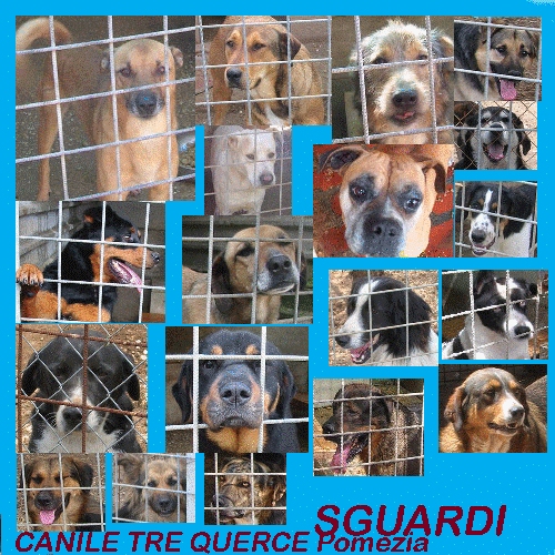sguardi-canile-pomezia-2