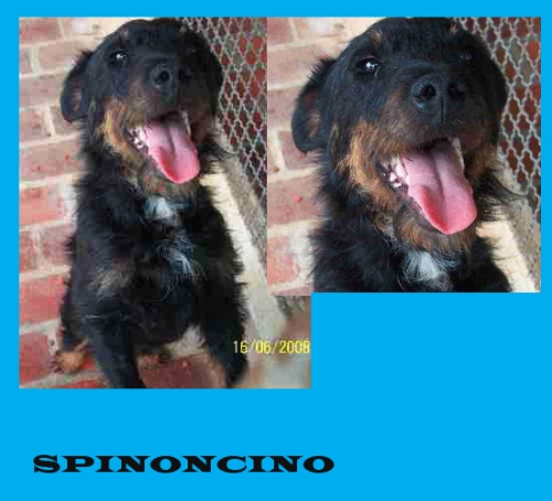 spinoncino-1_pom