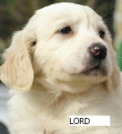 lord1
