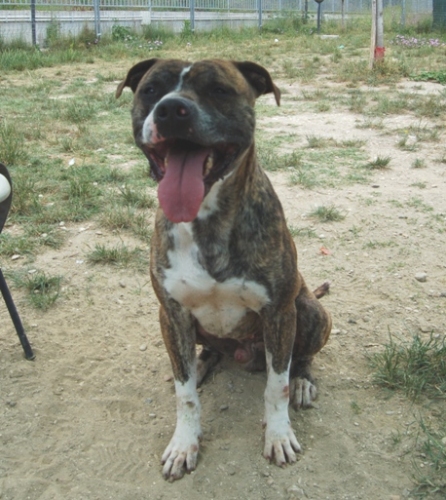123-06_tiger
