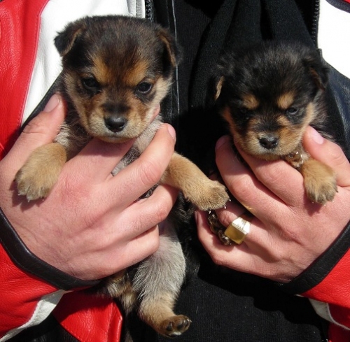 3_cuccioli2