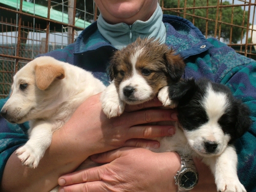 cucciolopet4