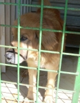 beethoven-2