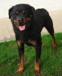 brizio1962-06p