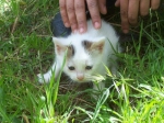 gattino_bianco