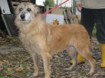 lilla
