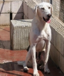 oasiquo