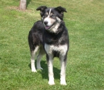 rif_473_husky1