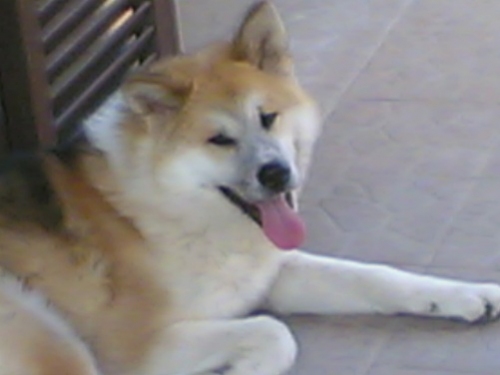 akitainu