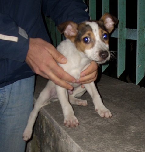 bibi