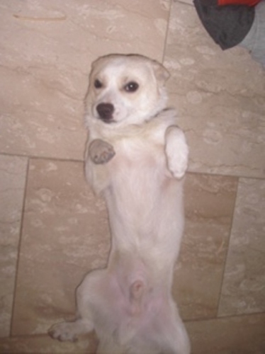 bonbon