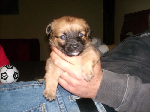 cucciolette_001