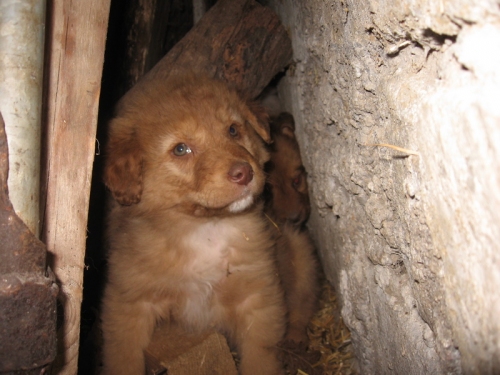 cuccioli_005