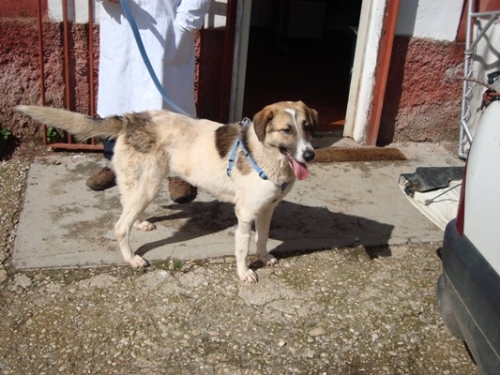 perla