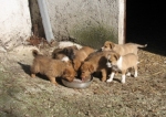 cuccioli_008