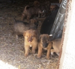 cuccioli_014