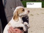 dolly