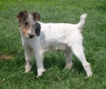 fox_terrier_york