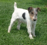 fox_terrier_york_1