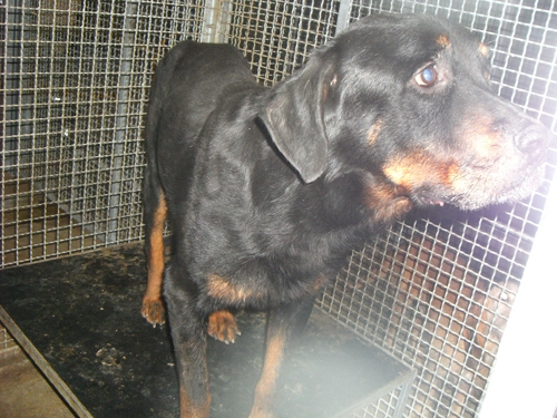 rott