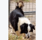 met_border_collie_basso