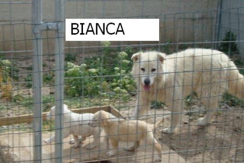 aaa_bianca