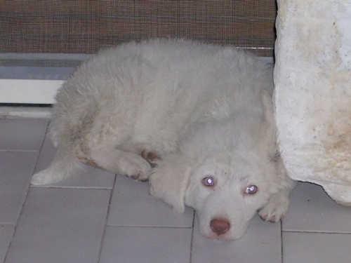 cucciola_bianca