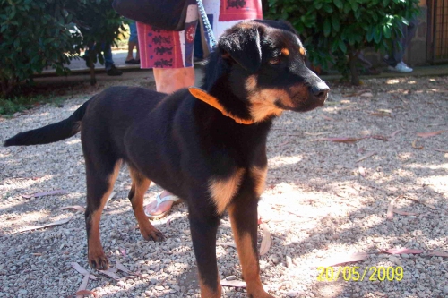 cucciola_rott