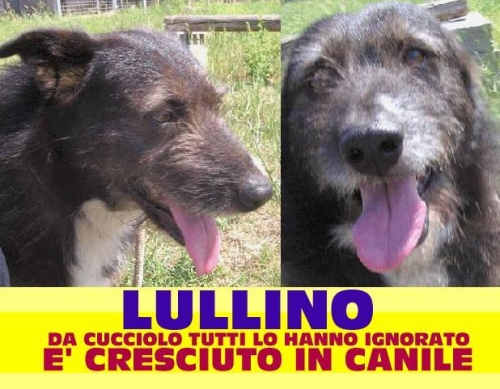 lullino_appello