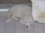 cucciola_bianca2