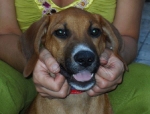 cucciola_guidonia6