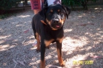 cucciola_rott_5_mesi