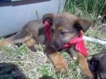 cucciole_006
