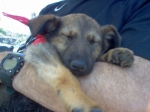 cucciole_010