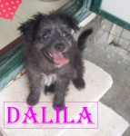 dalila4