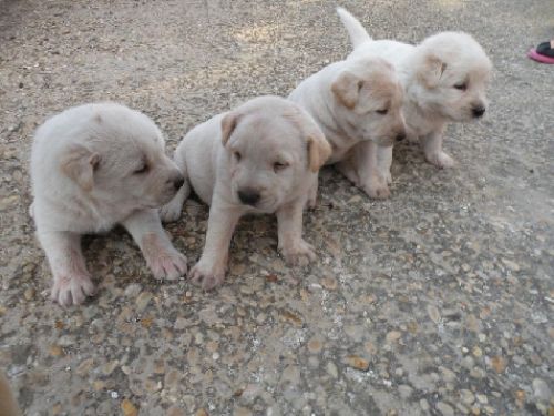 6cucciolini_labrador