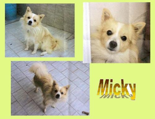 Micky