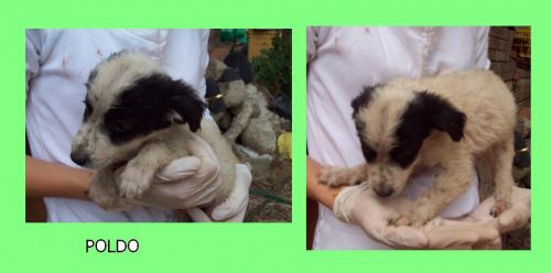 POLDO00