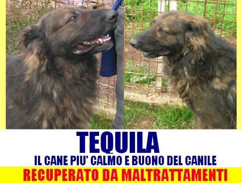 TEQUILA_APPELLO