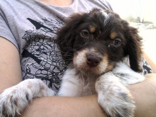 ares