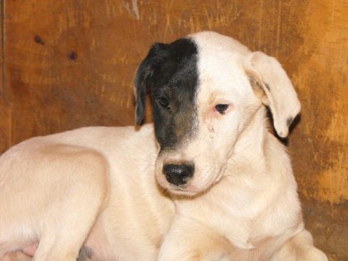 cucc_bianco_nero1_piano