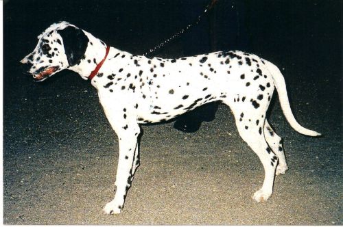 dalmata1