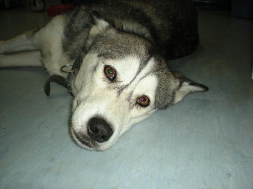 husky