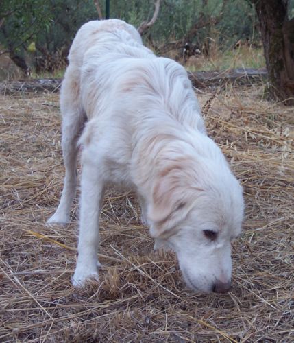 mammamagrolina