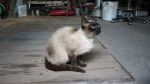 Siamese22ott093